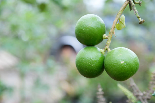 istock Green lemon tree garden in the morning 664877478