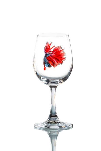 betta fish inside Empty wine glass isolated with reflect on white background