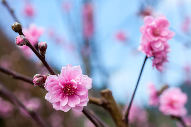 Sakura Flower stock photo