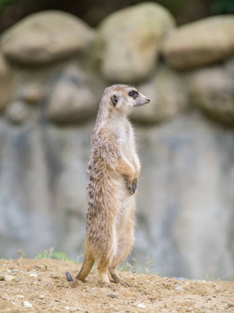 istock Alert meerkat (Suricata suricatta) standing on guard. 664881338