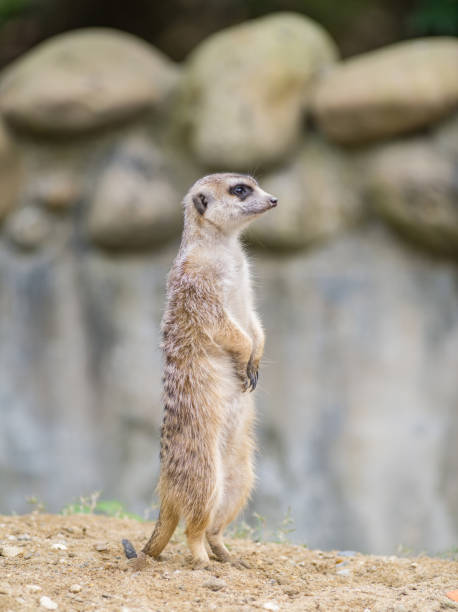 istock Alert meerkat (Suricata suricatta) standing on guard. 664881828