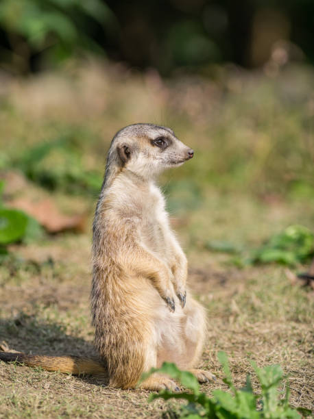 istock Alert meerkat (Suricata suricatta) standing on guard. 664882192