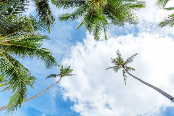 Coconut palm trees over cloudy blue sky background