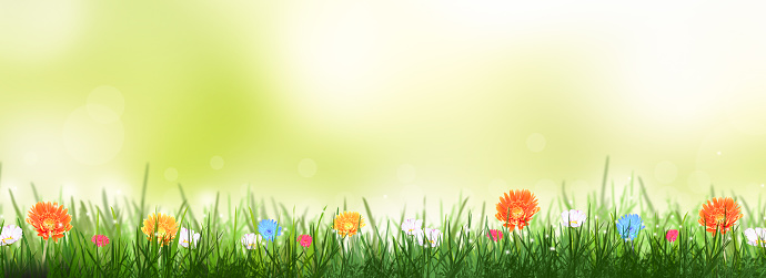 Green spring time background with flowers, nature summer floral wallpaper