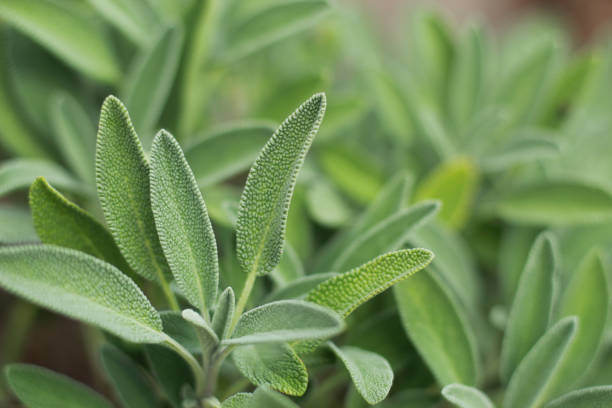 Organic Sage Plants close up Organic safe plants growing in the fields, close up view. sage photos stock pictures, royalty-free photos & images