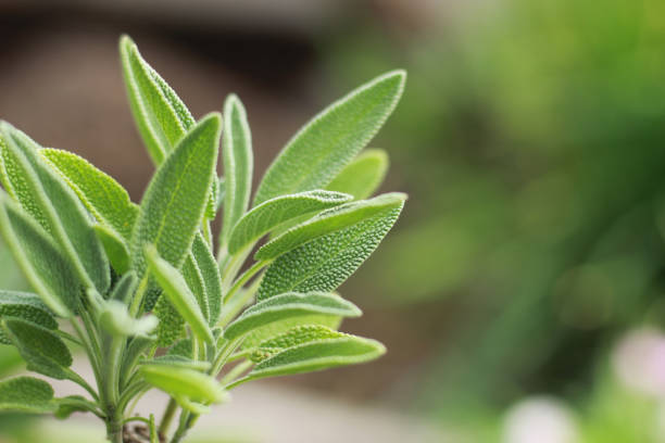 istock Organic Sage Plants close up 664890214
