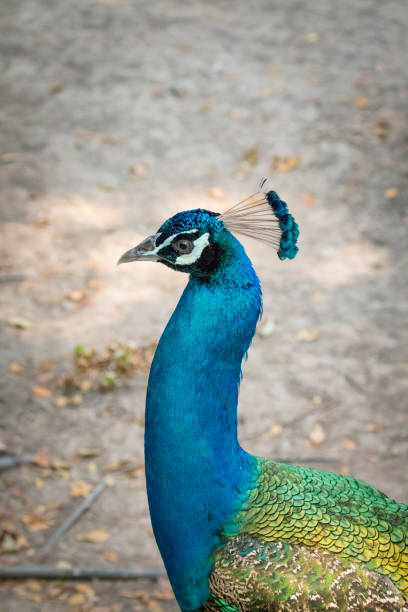 istock Image of a peacock head on nature background. wild animals. 664892714