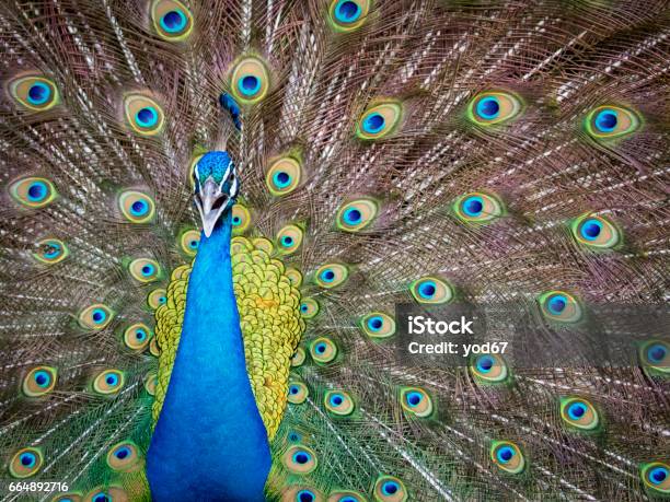 Image Of A Peacock Showing Its Beautiful Feathers Wild Animals Stock Photo - Download Image Now - iStock Image Of A Peacock Showing Its Beautiful Feathers Wild Animals Stock Photo - Download Image Now - iStock