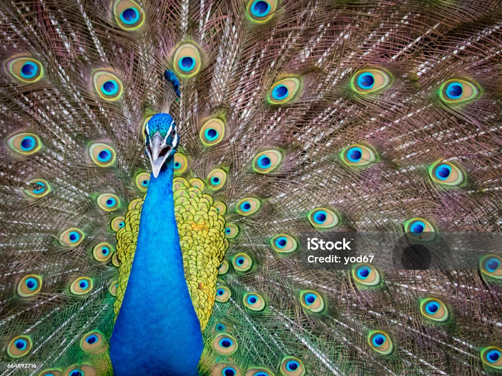 Vector minh hoạ loài chim cổ tích ngồi trên một cành cây thông | Thư viện  stock vector đẹp miễn phí