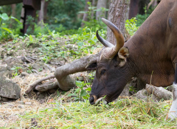 istock Image of a brown bull on nature background. 664892736