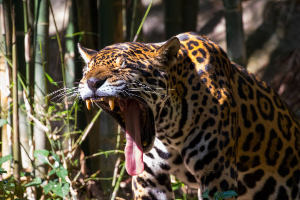 istock Image of a jaguar on nature background. Wild Animals. 664892766