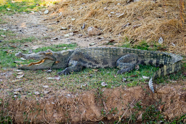 istock Image of a crocodile on the grass. Reptile Animals. 664896636