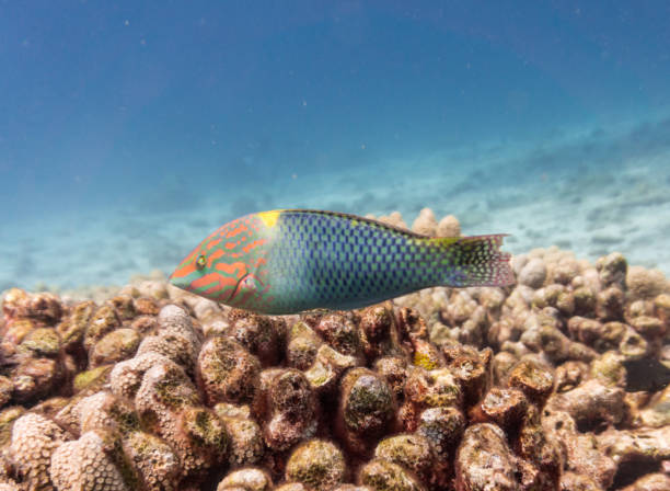 Checkerboard Wrasse (Halichoeres hortulanus) on Bleached Coral Reef Ecosystem Ocean Environment.  The location is Koh Haa Islands, Andaman Sea, Krabi, Thailand. Coral reefs are the one of earths most complex ecosystems, containing over 800 species of corals and one million animal and plant species. Here we see a shallow coral reef consisting mainly of hard corals, with a Checkerboard Wrasse (Halichoeres hortulanus) swimming.  This coral is showing signs of distress.  75% of the worlds coral reefs are now classed as 'Threatened,' with 60% of most reefs having local damage from anchors, overfishing, coral bleaching (as seen here), disease and pollution. halichoeres hortulanus stock pictures, royalty-free photos & images