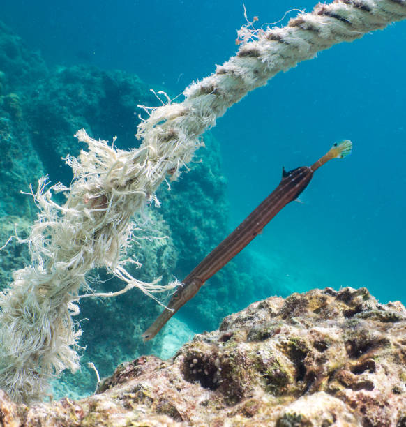 istock Trumpetfish (Autostomus chinensis) using buoy line as disguise. 664899900