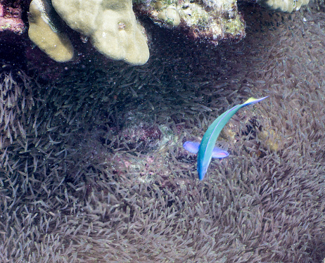Coral reefs are the one of earths most complex ecosystems, containing over 800 species of corals and one million animal and plant species. Here we see a shallow coral reef consisting mainly of hard corals supporting shoals of Glass fish (Parapriacanthus ransonneti) aka Pygmy Sweeper being hunted by a Moon Wrasse (Thalassoma lunare).  This is a primal instinctive display of animal feeding behaviour that ensures the Wrasses survival.