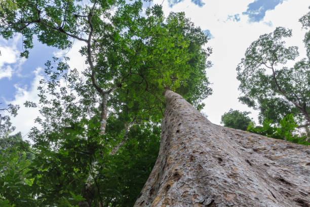 istock Big tree and brown bark with green leaves under sky. 664900686