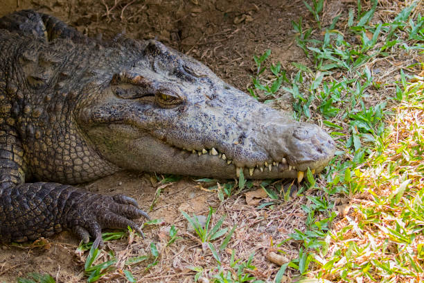 istock Image of a crocodile on the grass. Reptile Animals. 664901076