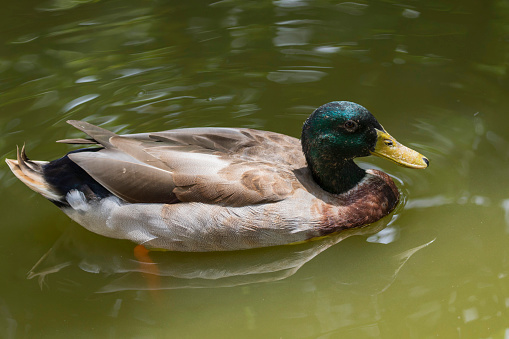 Image of male mallard ducks (Anas platyrhynchos) floating on the water.
