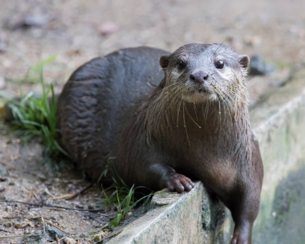 istock Image of a otter on nature background. 664901122