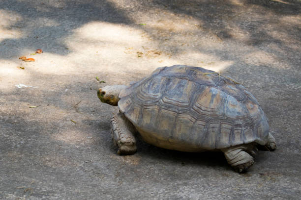 A closeup view of an old Turtle's scales.
