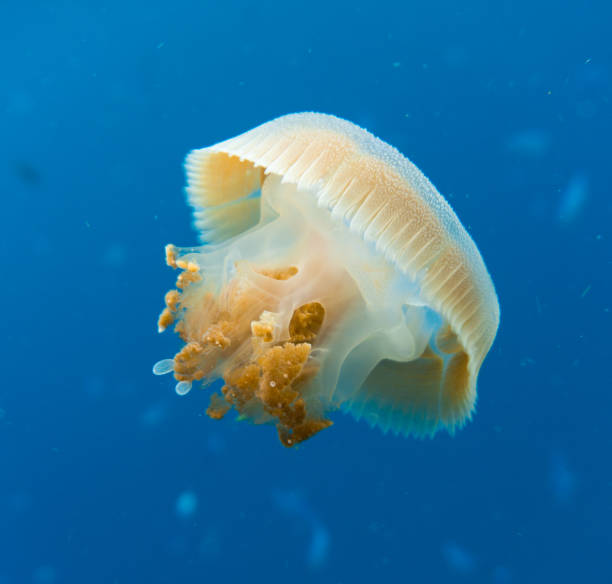 istock Common Jellyfish (Thysanostoma thysanura), Andaman Sea, Krabi, Thailand. 664904094