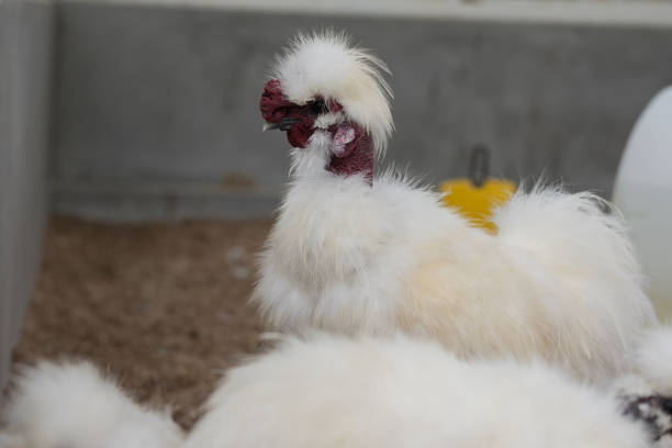 istock Fancy Silkie chicken in farm 664904684