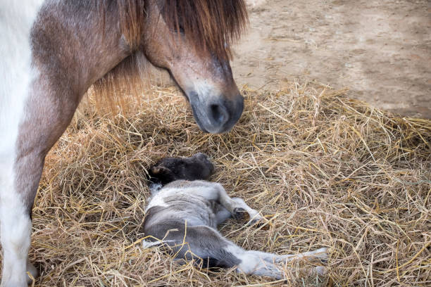 istock Newborn dwarf horse in barn. 664904722