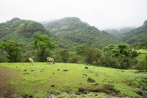 Grazing cow in a rainy season, in mountains.