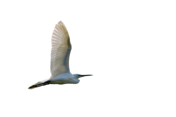 istock Image of egret flying. Heron. Wild Animals. 664908750