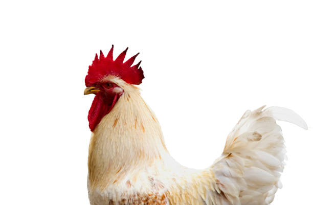 istock Image of chicken isolated on white background. Farm Animals. 664908756