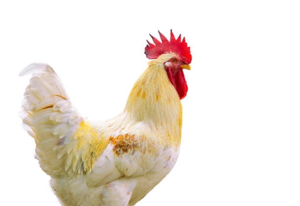 istock Image of chicken isolated on white background. Farm Animals. 664908758