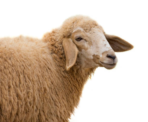 istock Image of a sheep on white background. 664908774