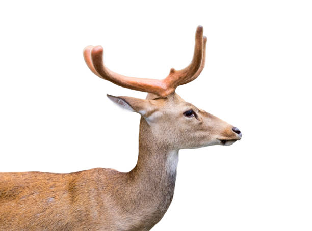 istock Image of a deer on white background. 664908784