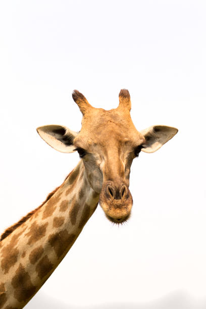 istock Image of a giraffe head on white background. Wild Animals. 664908788