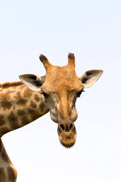 istock Image of a giraffe head on white background. Wild Animals. 664908790