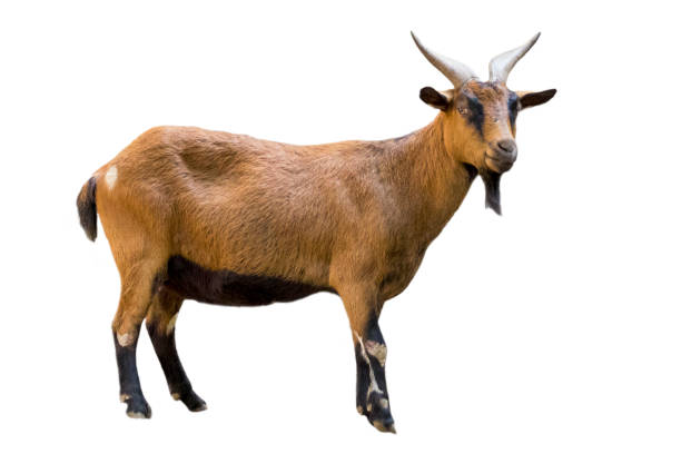 Image Of A Brown Goat On White Background Farm Animals Stock Photo -  Download Image Now - iStock