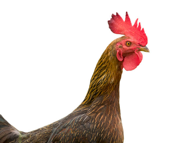istock Image of a cock on white background. 664908900