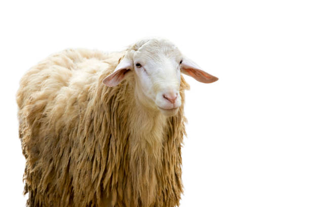 istock Image of a sheep on white background. Farm Animals. 664908910