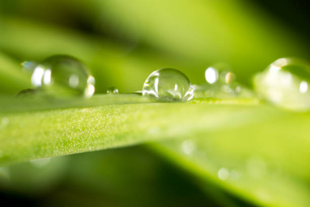 istock Water drops on the fresh green shoot 664916378