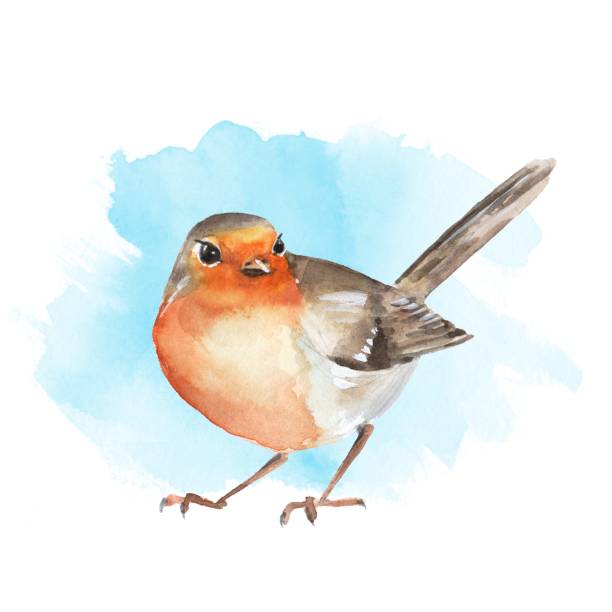 aquarell vogel robin - rotkehlchen stock-grafiken, -clipart, -cartoons und -symbole