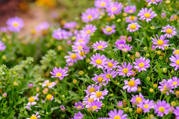 istock pink daisy flower daisies in the summer 664919686