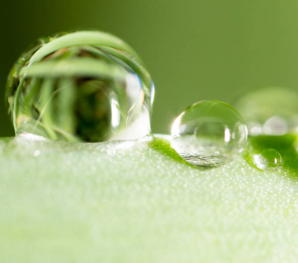 istock Water drops on the fresh green shoot 664919720