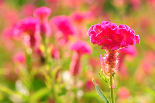 istock cockscomb flower in the garden 664919910