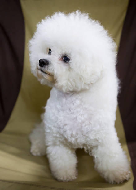 istock Dog Bichon Frieze 664919936