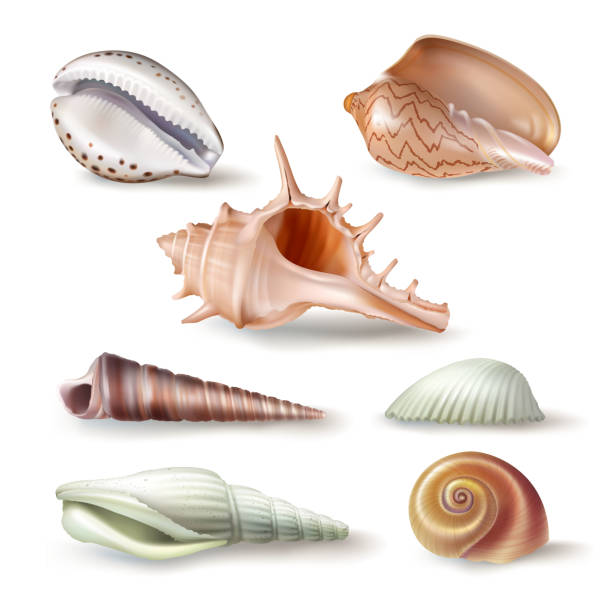 zestaw ilustracji wektorowych muszle różnego rodzaju w realistycznym stylu - snail isolated white white background stock illustrations