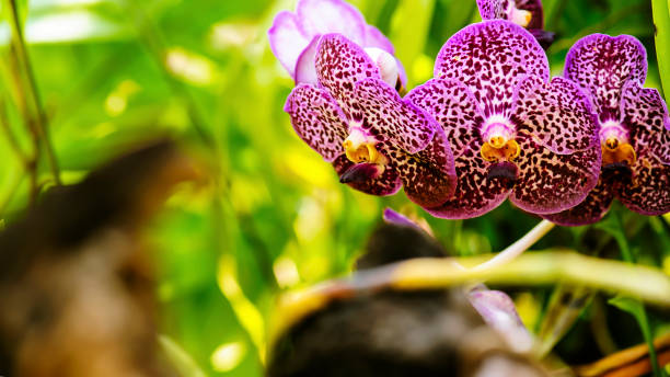 istock Pink orchid flower with sunlight in garden 664920196