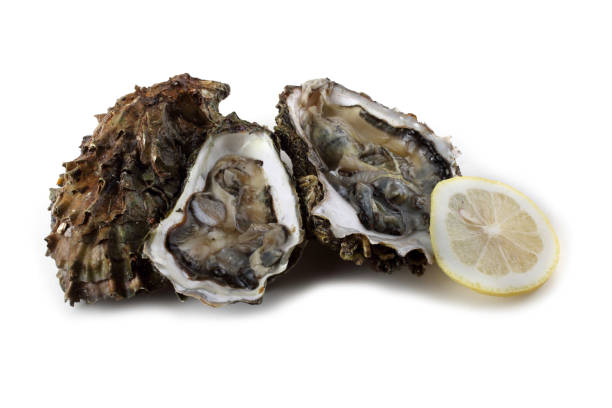 istock Oyster, opened oysters and lemon slice 664924106