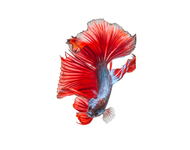istock closeup red beautiful small siam betta fish with isolate background 664927774