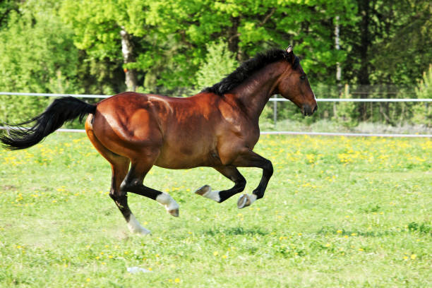 istock Beautiful sorrel horse in corral 664927814