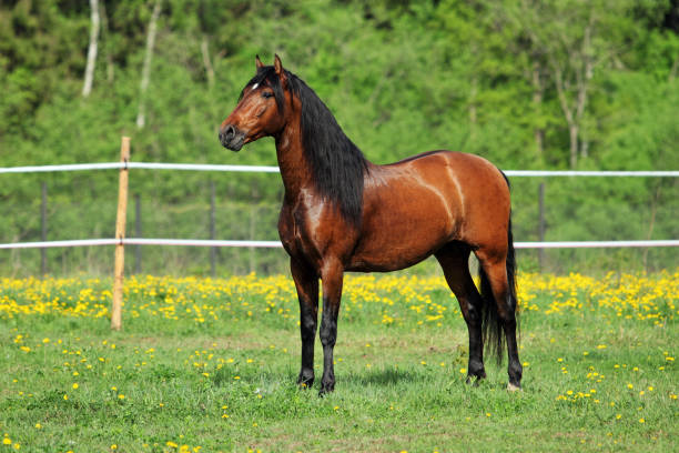 istock Beautiful sorrel horse in corral 664927820